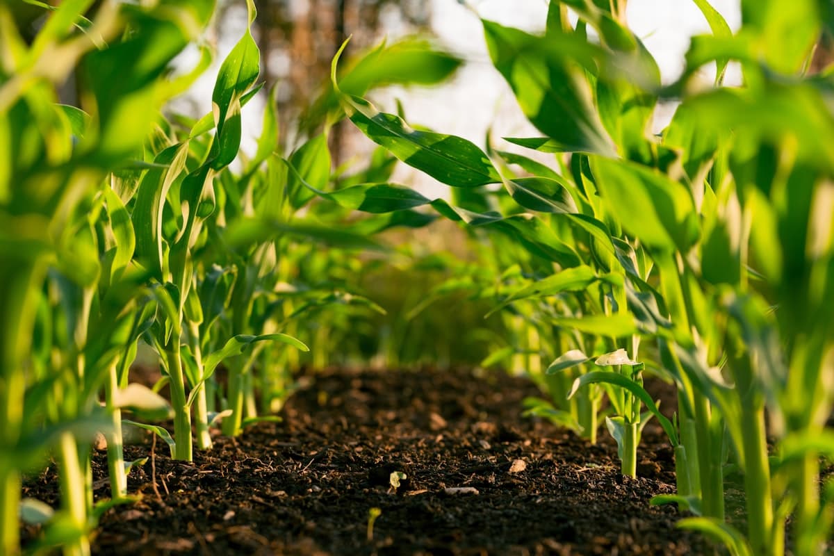 Young maize plants growing in fertile soil