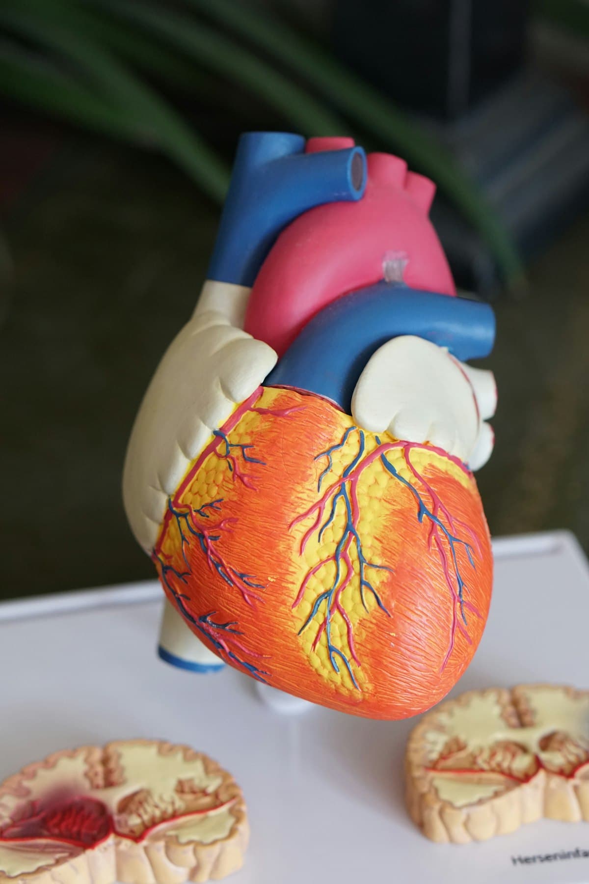 Anatomical heart model used for life-science study